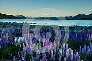 Lupins and Aroki Mt.cook Lake Tekapo, New Zealand