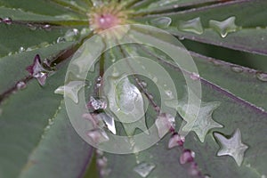 Lupins baby water slugs moving to centre - stock photo