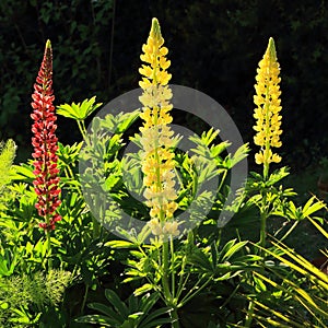 Lupins in bloom