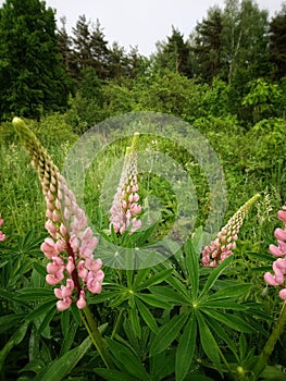 Lupins bloom in the garden