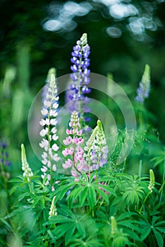 Lupins blossom, green nature background. Blooming