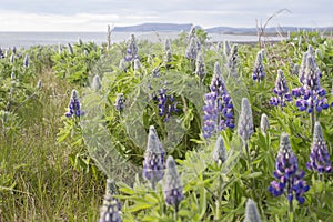 Lupins field in Iceland