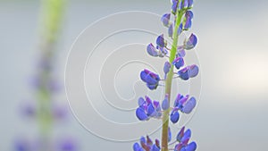 Lupins floral background in summer. Wild flowers pink and violet lupin or lupinus albus. Slow motion.