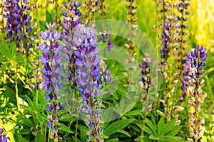 Lupins flowering plant with purple bud