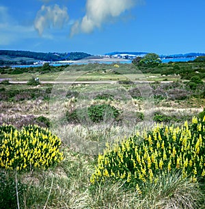 Lupins growing wild in Dawlish Warren nature reserve