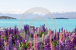 Lupins of Lake Tekapo. New Zealand