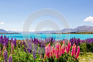 Lupins from Lake Tekapo. South Island, New Zealand