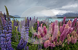 Lupins at Lake Tekapo in South Island New Zealand Aotearoa