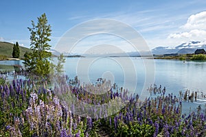 Lupins at Lake Tekapo in South Island New Zealand Aotearoa