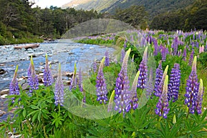 Lupins Lupinus polyphyllus along the road to Milford Sound, Fiordland National Park, New Zealand