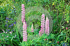 Lupins - Lupinus, Wiltshire, England, UK