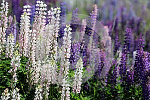 Lupins in New Zealand