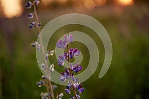 Lupins purple field natural background. Wellness closeness to nature. Self-discovery concept. Macro photography flowers