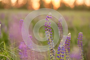 Lupins purple field natural background. Wellness closeness to nature. Self-discovery concept. Macro photography flowers