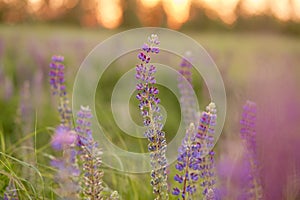 Lupins purple meadow background. Natural, wellness closeness to nature. Self-discovery concept