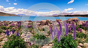 Lupins are unique photogenic subjects in New Zealand