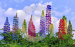 lupins