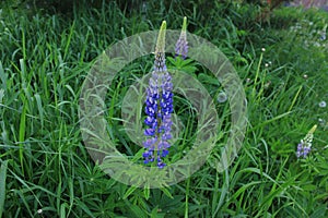 Lupins and wild flowers in the garden