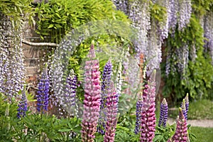 Lupins and Wisteria