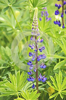 Lupinus