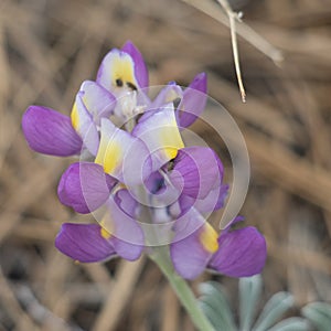 LUPINUS ALBIFRONS BLOOM - SAN GABRIEL MTNS - 062921