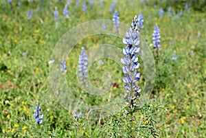 Lupinus angustifolius is a species of lupin known by many common