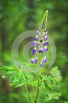 Lupinus arcticus growing outdoors in a sunny day. Blooming Lupine flowers photo