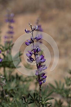 LUPINUS ARIZONICUS BLOOM - JOSHUA TREE NP - 052220 C