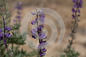 LUPINUS ARIZONICUS BLOOM - JOSHUA TREE NP - 052220 D