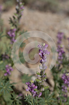 LUPINUS ARIZONICUS - TWENTYNINE PALMS - 050120 C