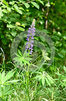 Lupinus, commonly known as lupin or lupine flower in the forest