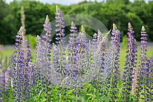 Lupinus, commonly known as lupin or lupine - genus of flowering plants