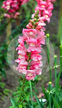 Lupinus, commonly known as lupin, lupine