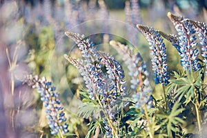 Lupinus field with pink purple and blue flowers. A field of lupines. Violet and pink lupin in meadow.