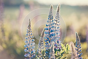 Lupinus field with pink purple and blue flowers. A field of lupines. Violet and pink lupin in meadow.