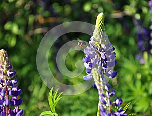 Lupinus field with pink purple and blue flowers. A field of lupines. Violet and pink lupin in meadow. Purple and pink lupin bunch