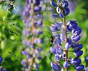 Lupinus field with pink purple and blue flowers. A field of lupines. Violet and pink lupin in meadow. Purple and pink lupin bunch