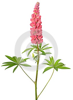 Lupinus flower