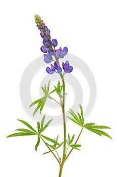 Lupinus flower