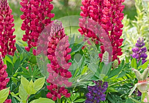 Lupinus flower macro nature background