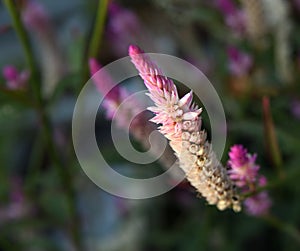 Lupinus flower series