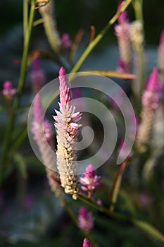 Lupinus flower series