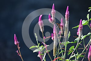 Lupinus flower series Bee