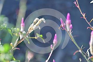 Lupinus flower series Bee