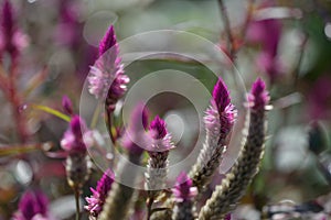 Lupinus flower series Bee