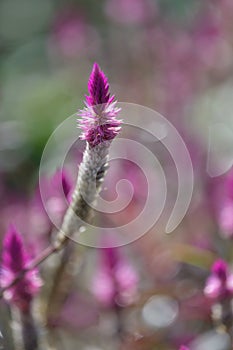 Lupinus flower series stand proud