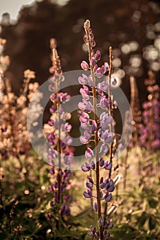 Lupinus, lupin, lupine field with flowers. Bunch of lupines summer flower background.