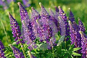 Lupinus, lupin, lupine field with pink purple and blue flowers
