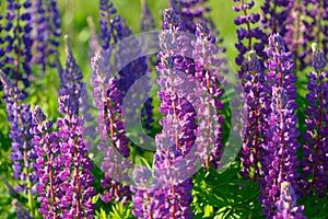 Lupinus, lupin, lupine field with pink purple and blue flowers