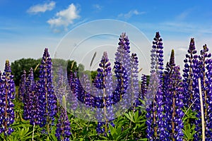 Lupinus, lupin, lupine field with pink purple and blue flowers